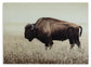 Brutus Wall Art Rent Wise Rent To Own Jacksonville, Florida
