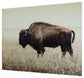 Brutus Wall Art Rent Wise Rent To Own Jacksonville, Florida